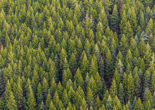 Green trees